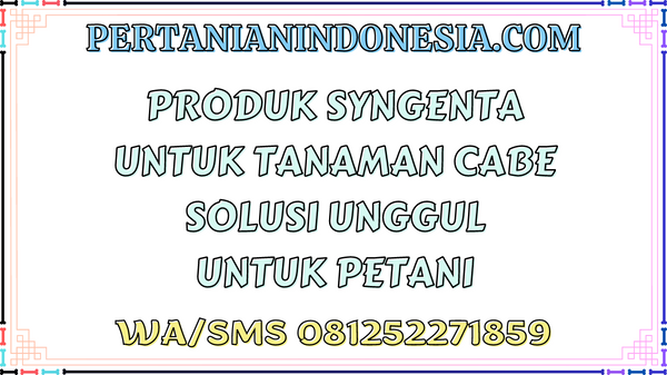 Produk Syngenta Untuk Tanaman Cabe Solusi Unggul Untuk Petani